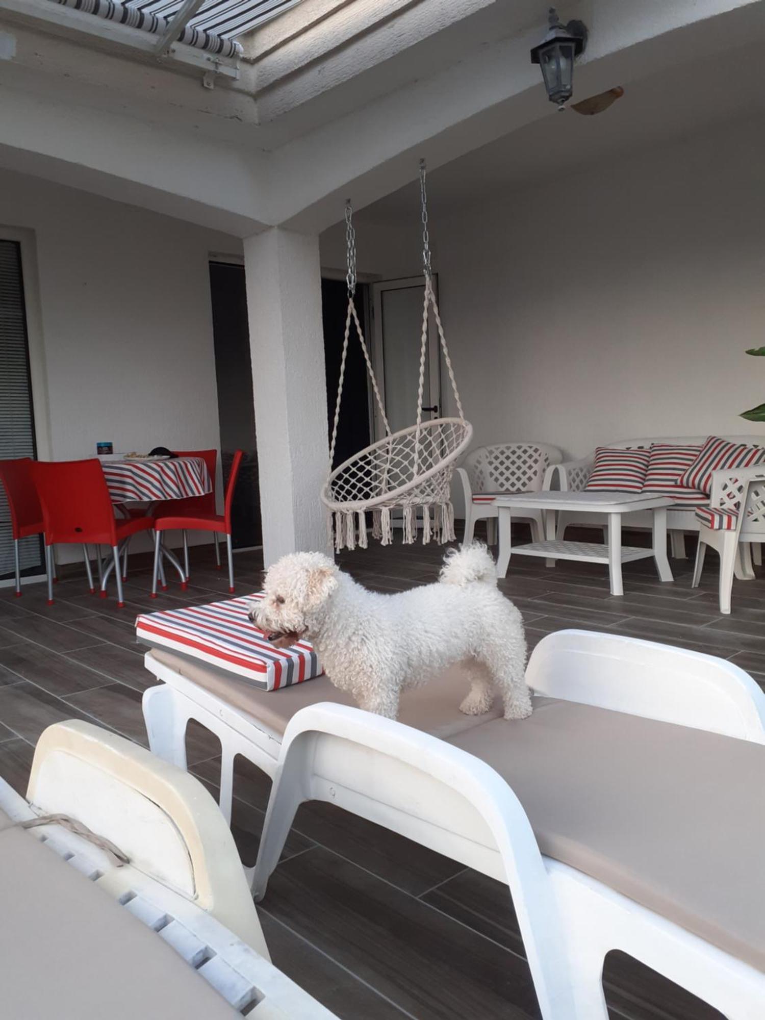 Guest House Cvoro تْشيرسيك نوفي الغرفة الصورة